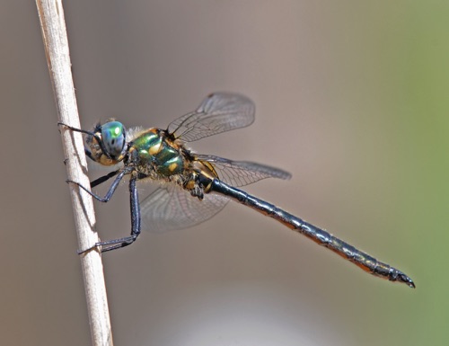 Male 
17 July 2016, UT